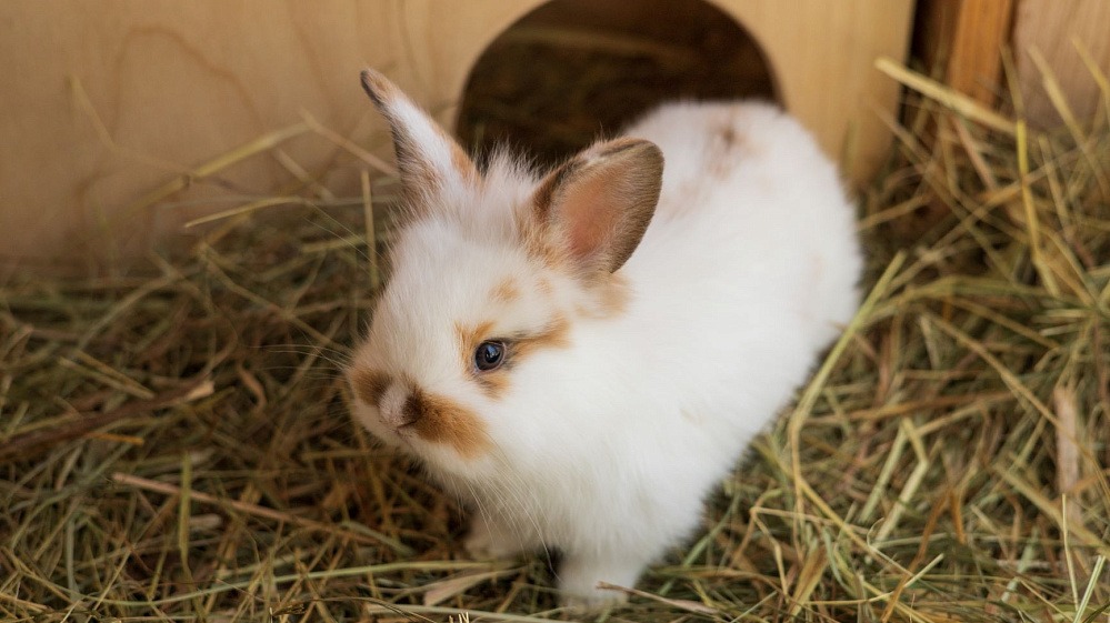 Зайчата-тройняшки родились на «Городской ферме» ВДНХ