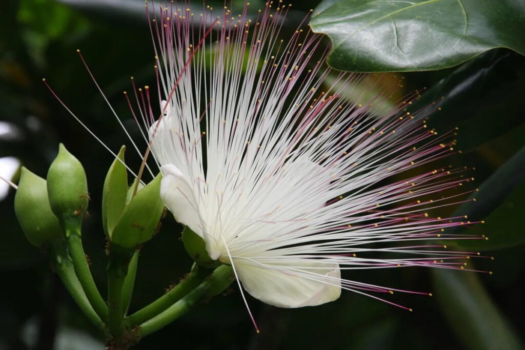 Цветение Баррингтонии азиатской