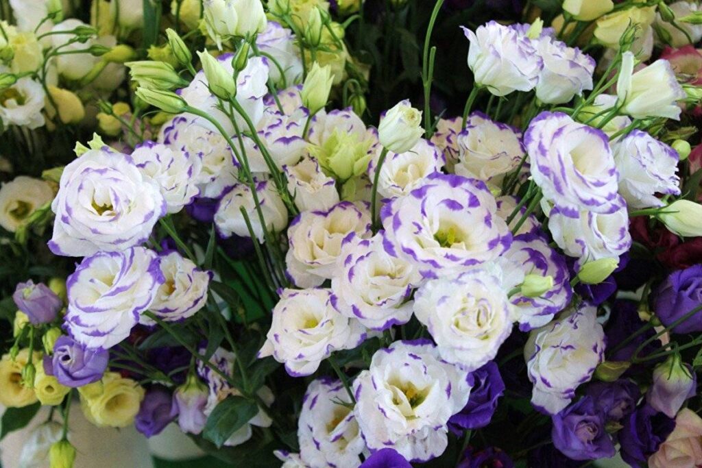 Цветок Лизиантуса