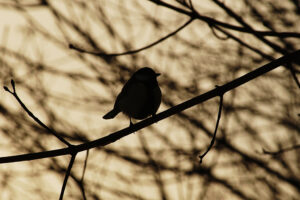 Синица.ГМЗ Царицыно.Орехово-Борисо