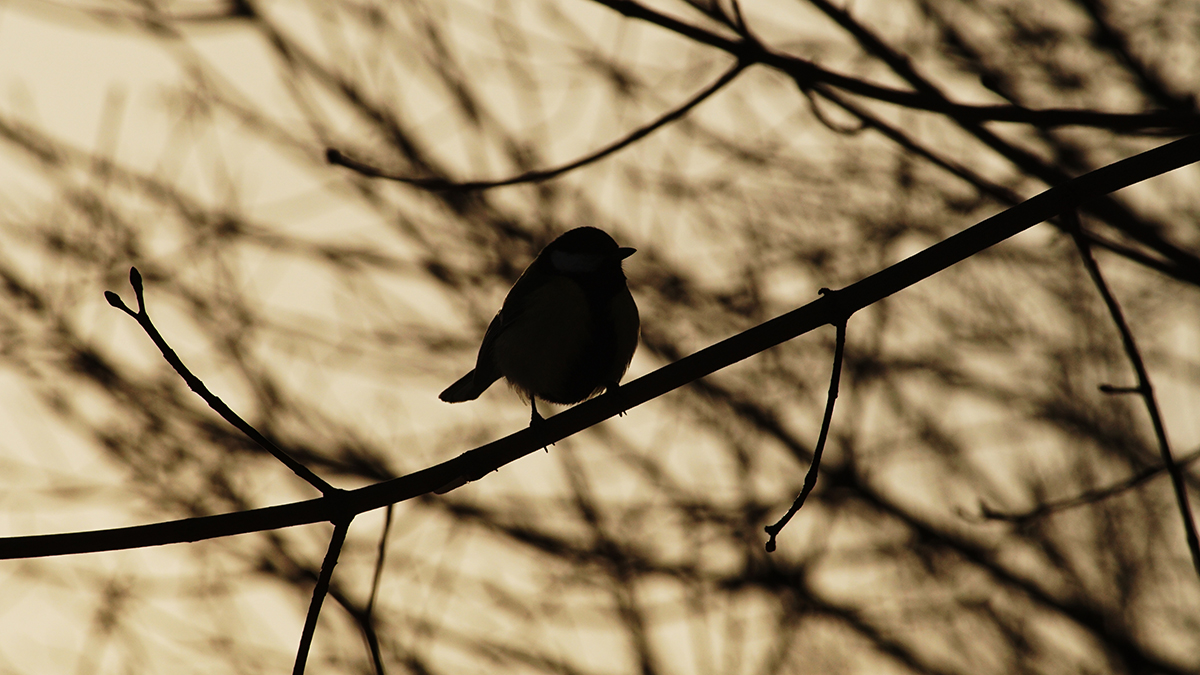 Ученые выяснили, как радиация изменила птиц Чернобыльской зоны отчуждения