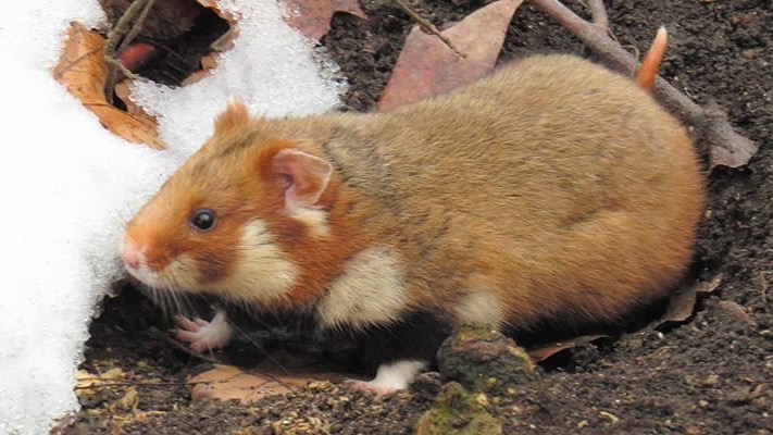 Какие обитатели московских природных территорий редко показываются горожанам