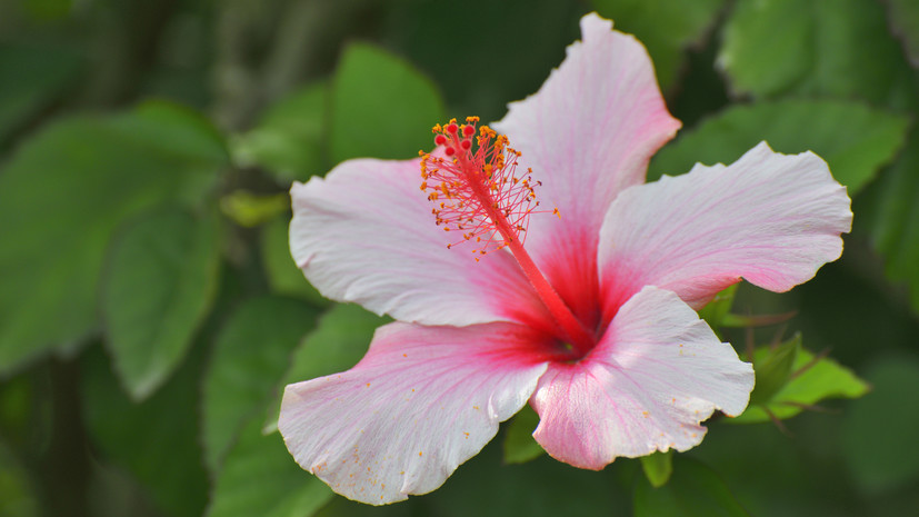 Нутрициолог Чернобровкина назвала цветки гибискуса источником витамина А