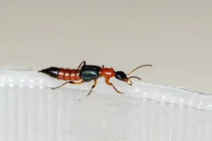 Томкаты в Нячанге и Вьетнаме. Советы по предупреждению ожогов от жуков tomkaty v nyachange i vetname sovety po preduprezhdeniyu ozhogov ot zhukov-lessontime-ru-174815897800-0