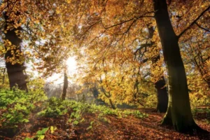 Александр Шувалов из МЕТЕО ожидает теплый октябрь в Екатеринбурге и Челябинске aleksandr shuvalov iz meteo ozhidaet teplyj oktyabr v ekaterinburge i chelyabinske-lessontime-ru-174769826000-0