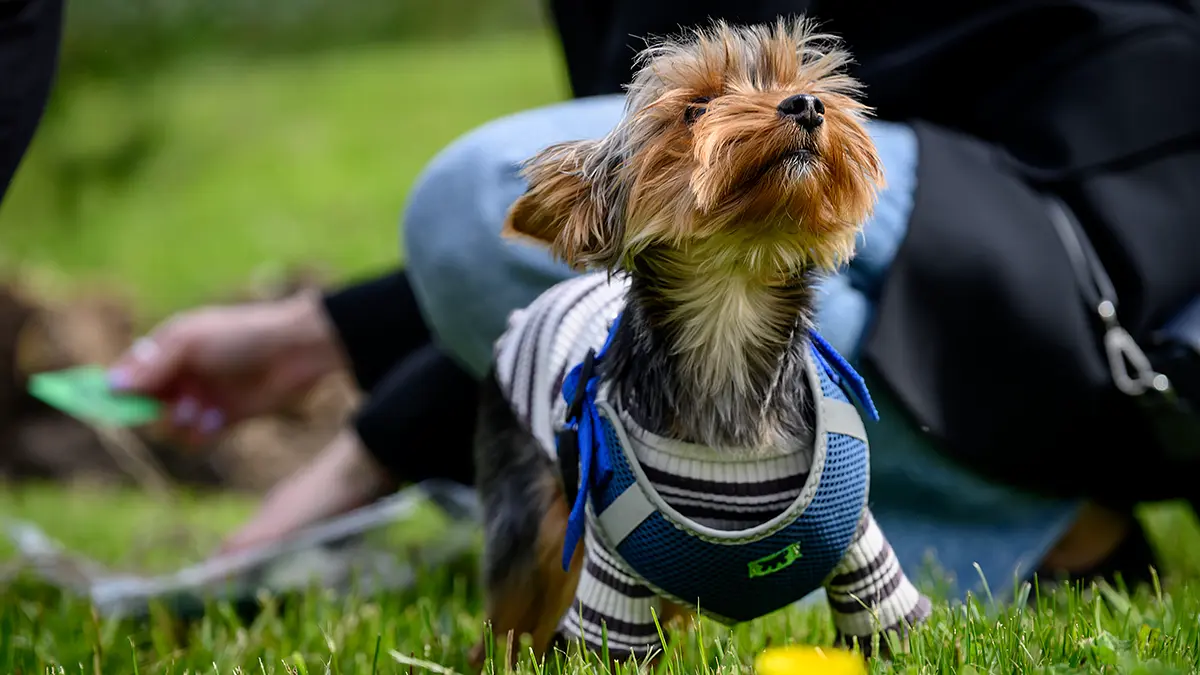 Две трети россиян признались, что недостаточно времени проводят со своими питомцами