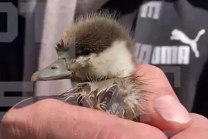 Герои из «Гражданского щита» и москвичи спасают животных в Одинцове geroi iz grazhdanskogo shhita i moskvichi spasayut zhivotnyh v odinczove-lessontime-ru-174792636200-0