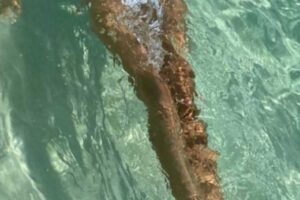 irina shejk v bikini proizvela furor v tulume blagodarya novym foto-lessontime-ru-174612582200-0