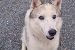 История спасения слепого пса Рекса и доброты Евгения из Находки istoriya spaseniya slepogo psa reksa i dobroty evgeniya iz nahodki-lessontime-ru-174612414600-0