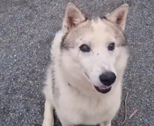 Пёс по кличке Рекс, ранее спасенный в Находке Скриншот видео