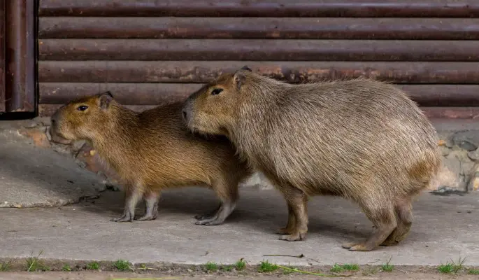 Капибары заполоняют интернет и находят новую работу
