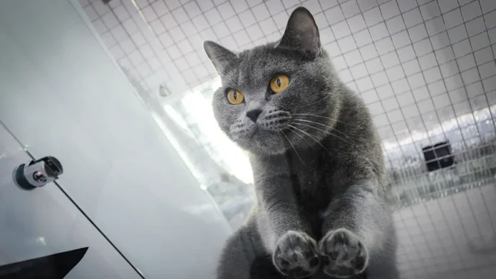 koshka v tailande pomogla policzejskim najti hozyaev po otpechatkam lap-lessontime-ru-174789238800-0