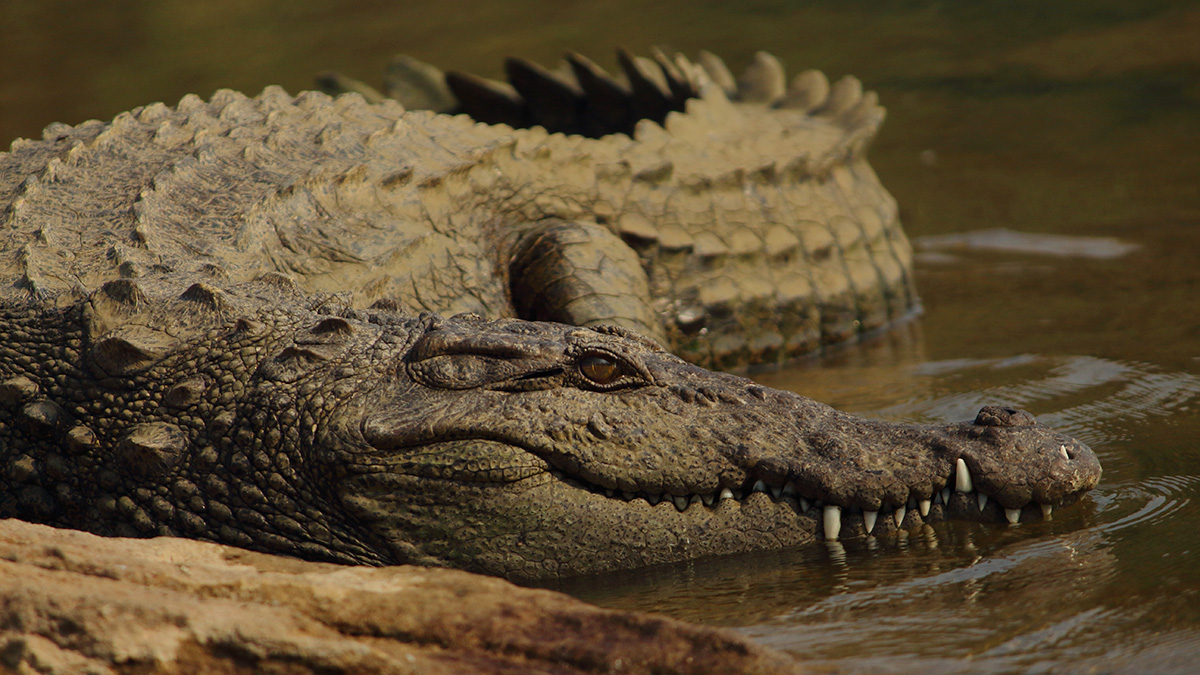 Турист перепутал живого крокодила со статуей и чуть не лишился руки, делая селфи