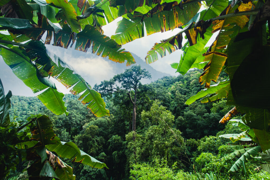 тропические леса