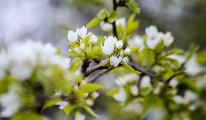 Во Внуковском инвестор высадит свыше 30 видов растений в рамках благоустройства ЖК