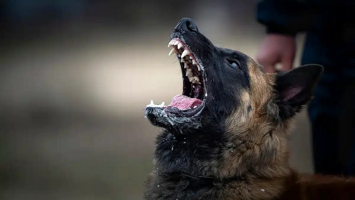 В России предложили создать службу для сообщений о нападениях бездомных животных