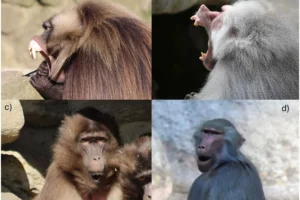 Новое исследование в American Journal of Primatology о заразности зевоты гелад и гамадрилов novoe issledovanie v o zaraznosti zevoty gelad i gamadrilov-lessontime-ru-174869363600-0