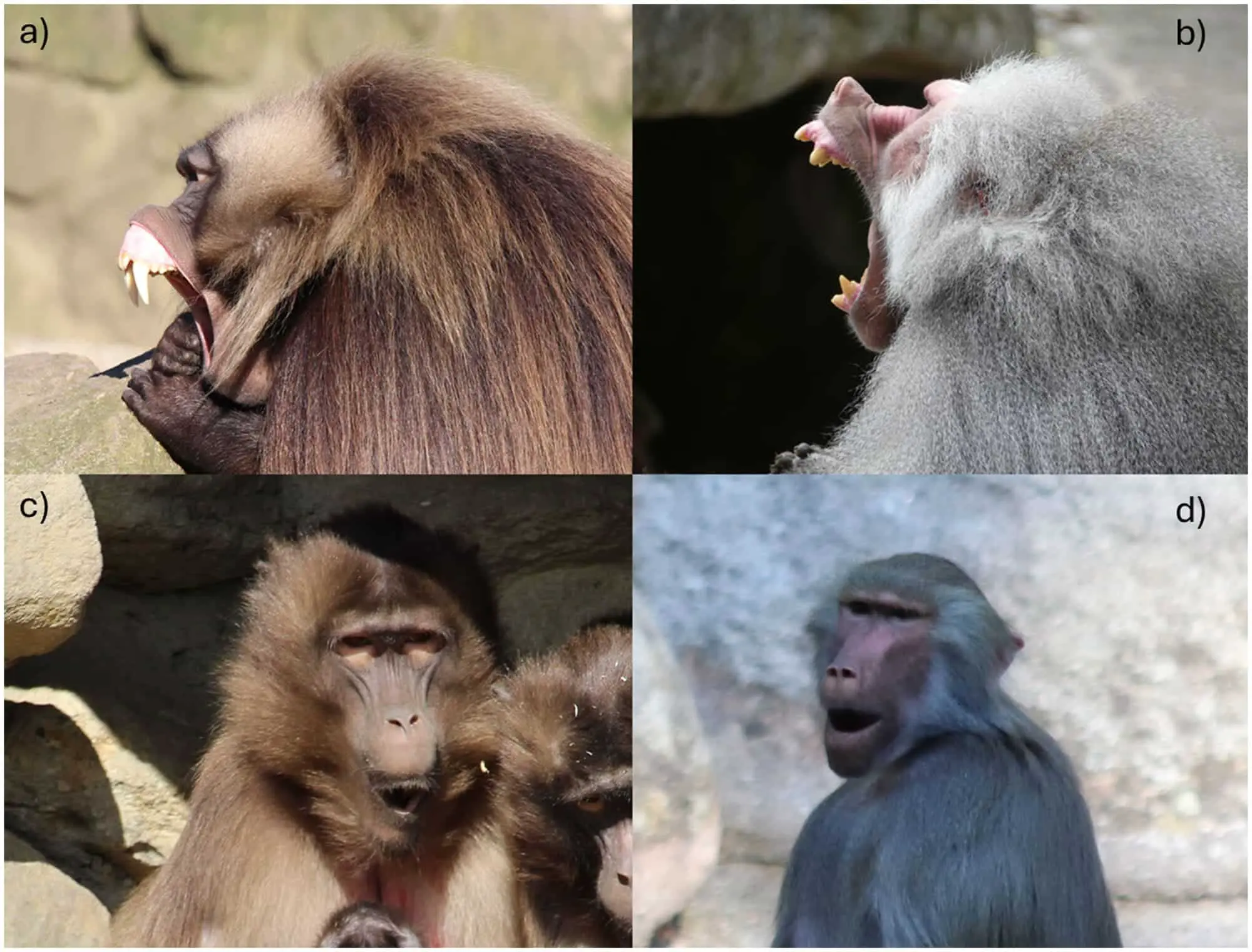 Новое исследование в American Journal of Primatology о заразности зевоты гелад и гамадрилов-0