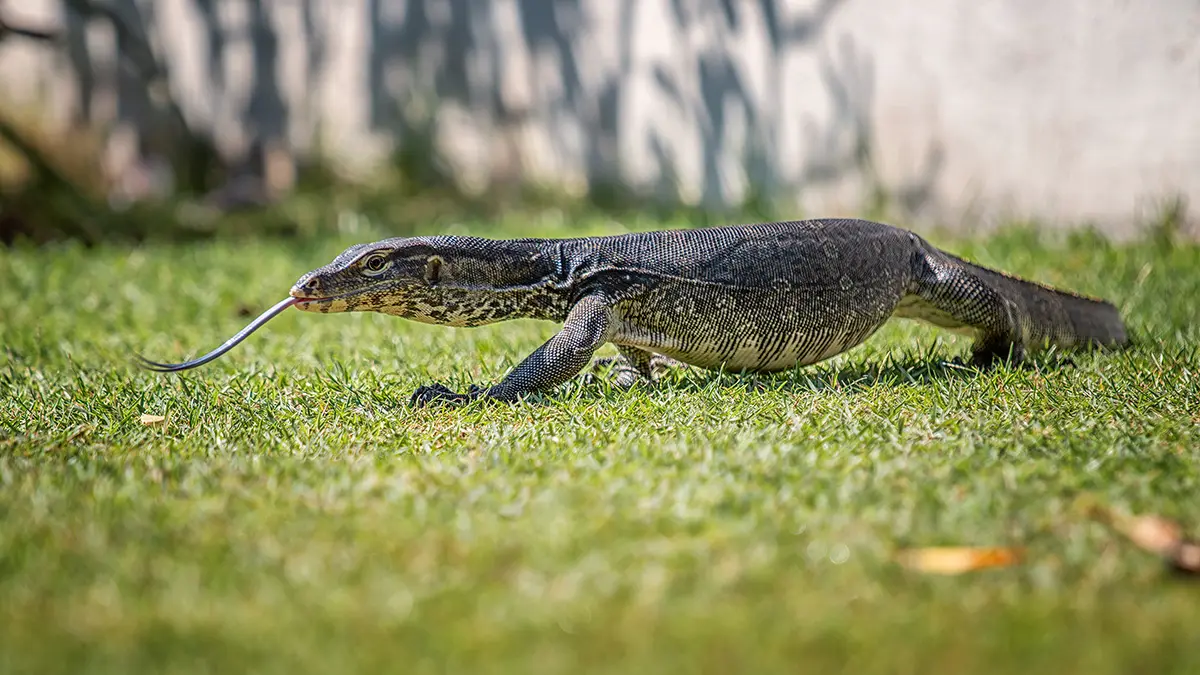 Варан в Бангкоке съел выброшенного матерью младенца