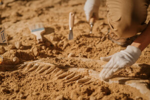 Portrait,Of,Beautiful,Paleontologist,Cleaning,Tyrannosaurus,Dinosaur,Skeleton,With,Brushes.
