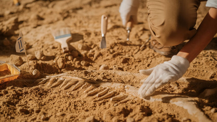 Portrait,Of,Beautiful,Paleontologist,Cleaning,Tyrannosaurus,Dinosaur,Skeleton,With,Brushes.