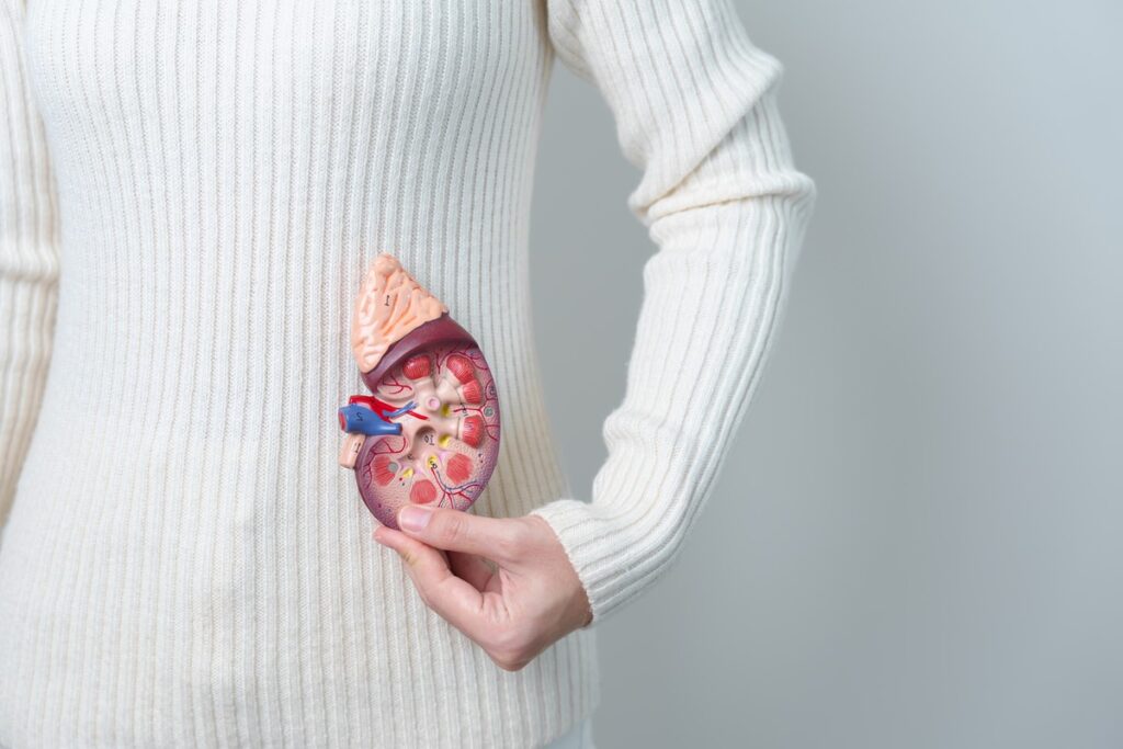женщина держит в руках модель селезенки
