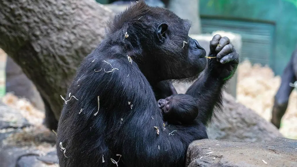 Жители столицы выберут имя для детеныша гориллы из Московского зоопарка