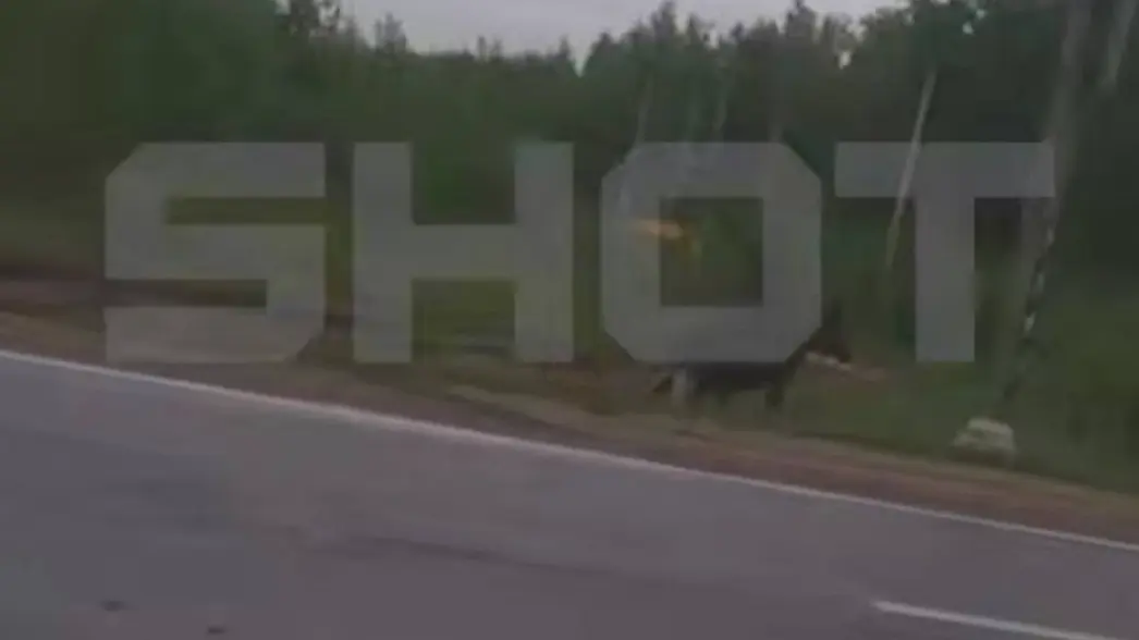 Shot: Сбитого в Подмосковье лосенка с переломом ноги планируют застрелить