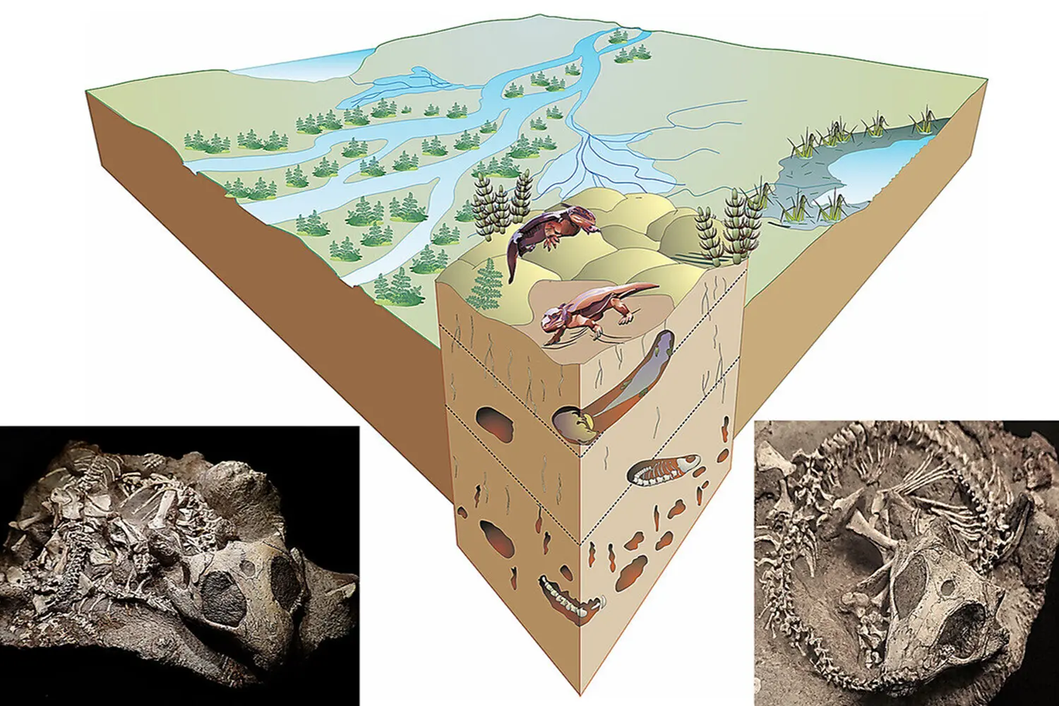 Как древние рептилии ЮАР строили подземные города 250 миллионов лет назад-0