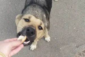 Мария Лиджиева делится мнением о переменах в заботе о животных в экоприюте Астраханской области mariya lidzhieva delitsya mneniem o peremenah v zabote o zhivotnyh v ekopriyute astrahanskoj oblasti-lessontime-ru-0