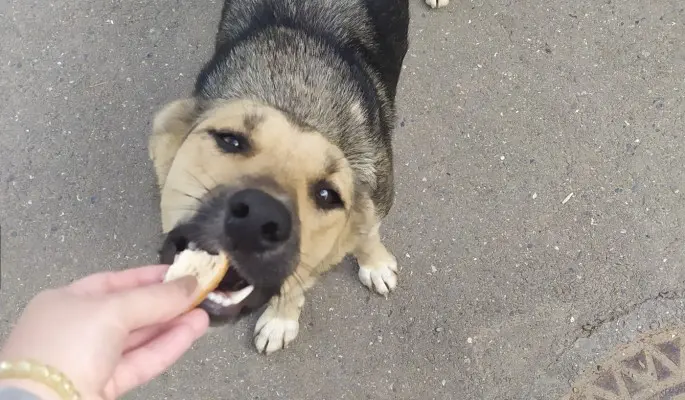 Груды изувеченных трупов собак с выколотыми глазами. Почему молчат власти РФ и платят живодерам миллионы?