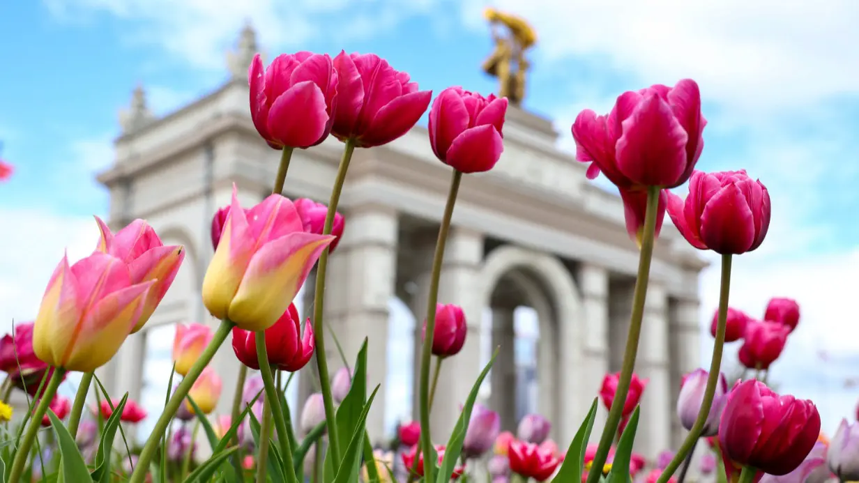 Тюльпаны украшают ВДНХ и другие знаковые места столицы