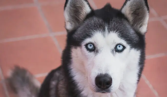 Между хаски и волком – пропасть: вот чем реально отличается пес от дикого зверя – тогда и сейчас