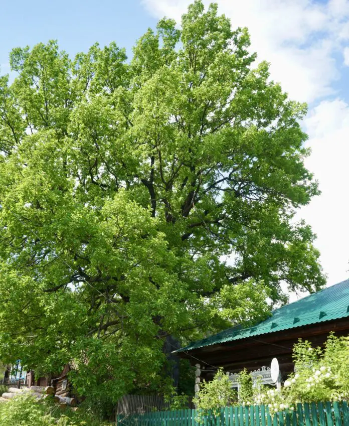 Сысертский дуб из Свердловской области борется за звание Российского дерева года-0