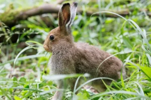Заяц-беляк возвращается в Лосиный Остров благодаря Дому зайца и экологам! zayaczbelyak vozvrashhaetsya v losinyj ostrov blagodarya domu zajcza i ekologam-lessontime-ru-0