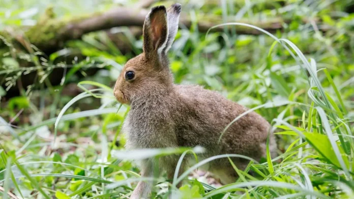 zayaczbelyak vozvrashhaetsya v losinyj ostrov blagodarya domu zajcza i ekologam-lessontime-ru-0