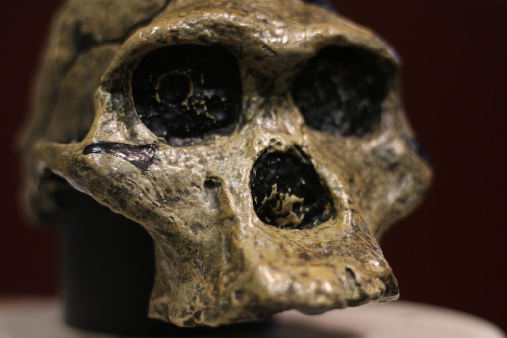 Череп древнего человека