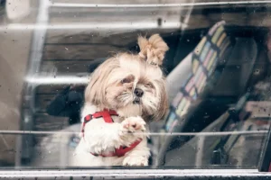 ФГИС «ВетИС» и Марианна Онуфриенко рассказывают об учете животных fgis vetis i marianna onufrienko rasskazyvayut ob uchete zhivotnyh-lessontime-ru-0