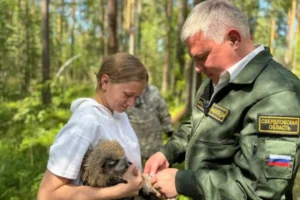 Филинята из Красной книги России готовятся к дикой жизни в питомнике «Холзан» под руководством Дениса Мамонтова filinyata iz krasnoj knigi rossii gotovyatsya k dikoj zhizni v pitomnike holzan pod rukovodstvom denisa mamontova-lessontime-ru-0