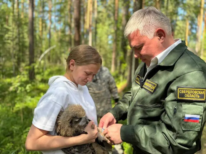 Филинята из Красной книги России готовятся к дикой жизни в питомнике «Холзан» под руководством Дениса Мамонтова-0