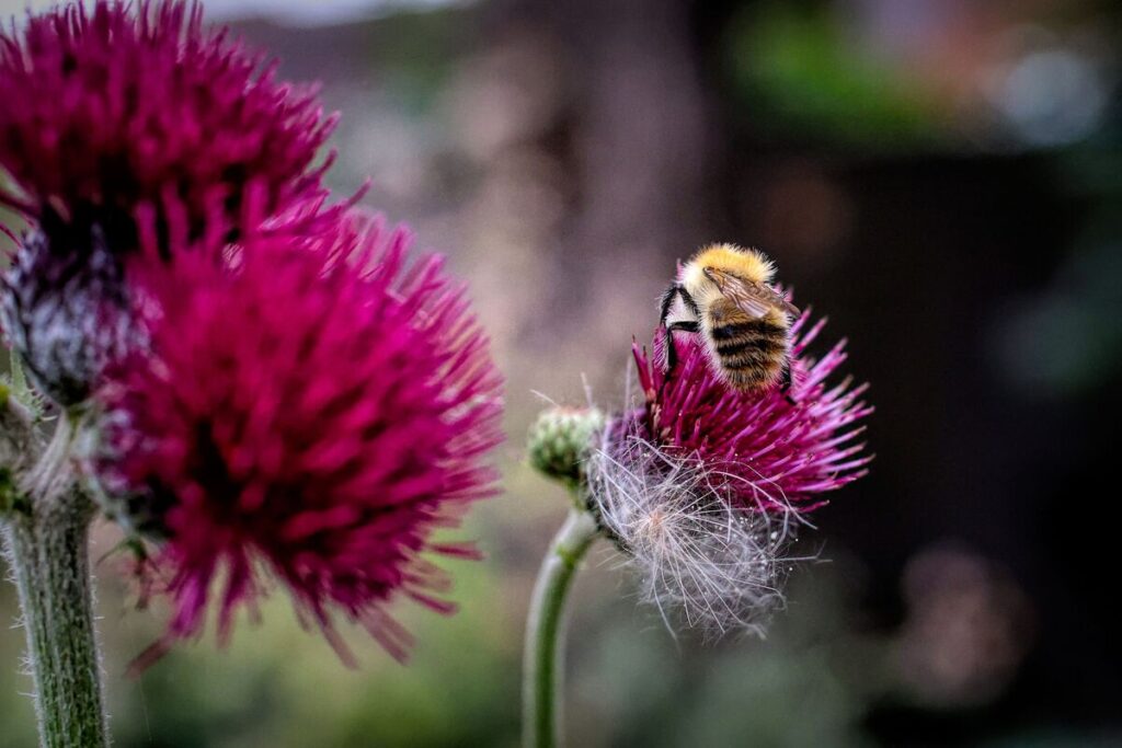 Макроснимок пчелы, опыляющей цветок