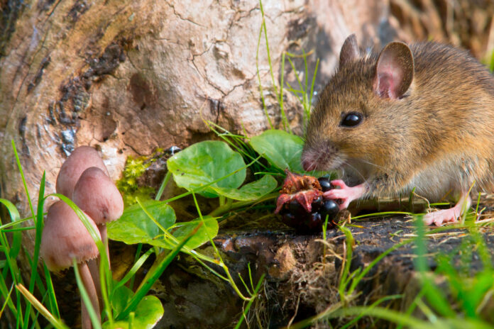 autemn scene mouse eating raspberry Мышь ест малину