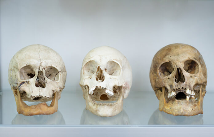 Three human skulls close up Три человеческих черепа крупным планом