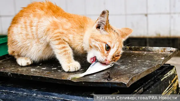 Депутат Бурматов выступил против запрета кормления бездомных кошек и собак