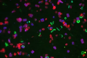 Как Университет Флиндерса и Джейк Робинсон раскрывают влияние почвы на эмоции kak universitet flindersa i dzhejk robinson raskryvayut vliyanie pochvy na emoczii-lessontime-ru-0