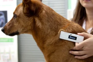 Анатолий Гарбузов рассказывает о влиянии АО «Вороновский завод» и других компаний на рынок животных товаров в Москве anatolij garbuzov rasskazyvaet o vliyanii ao voronovskij zavod i drugih kompanij na rynok zhivotnyh tovarov v moskve-lessontime-ru-0