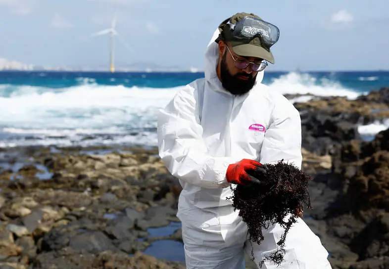 Экологическое возрождение Испании и роль водорослей для Кадиса и Тарифы-0
