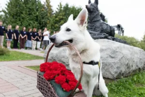 muzej pobedy i mvd provodyat prazdnik posvyashhennyj chetveronogim geroyam-lessontime-ru-0