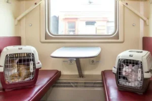 rzhd fpk i aeroflot vnedryayut novye pravila i servisy dlya puteshestvij s zhivotnymi-lessontime-ru-0