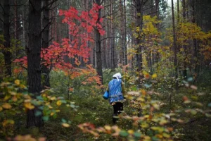 Илья Русяев из «Русяев и партнеры» о правилах безопасного сбора грибов ilya rusyaev iz rusyaev i partnery o pravilah bezopasnogo sbora gribov-lessontime-ru-0